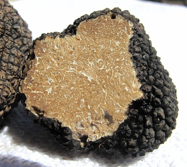 Truffes diamant noir : un trésor gastronomique à découvrir